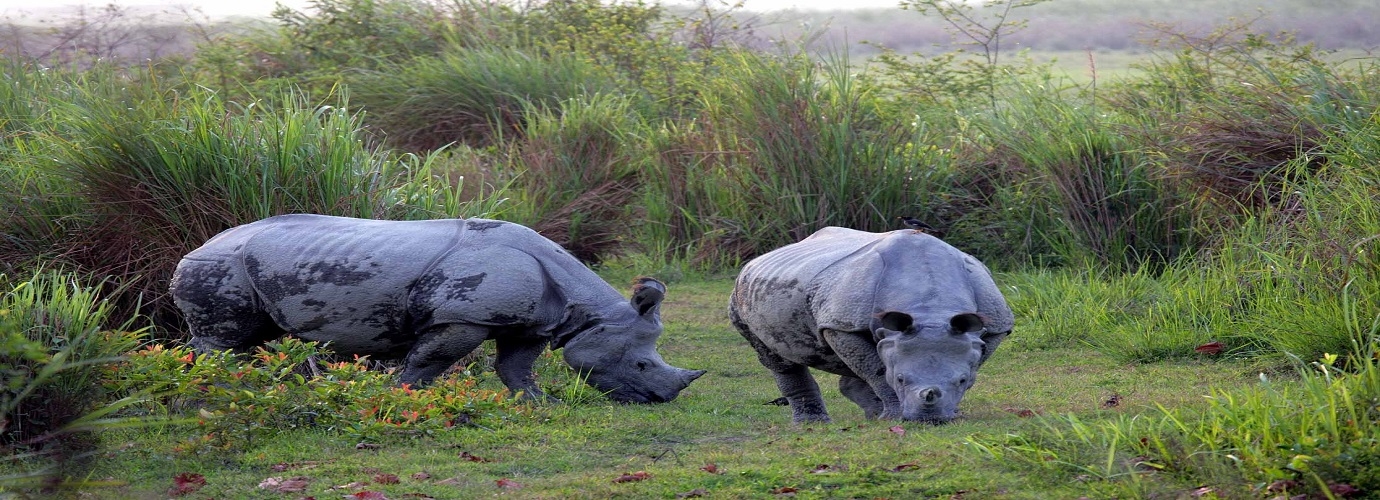 Jaldapara National Park