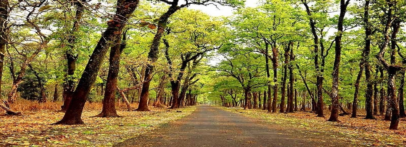 Chilapata Forest Jaldapara