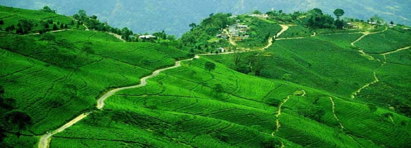 Darjeeling Tea Plantation