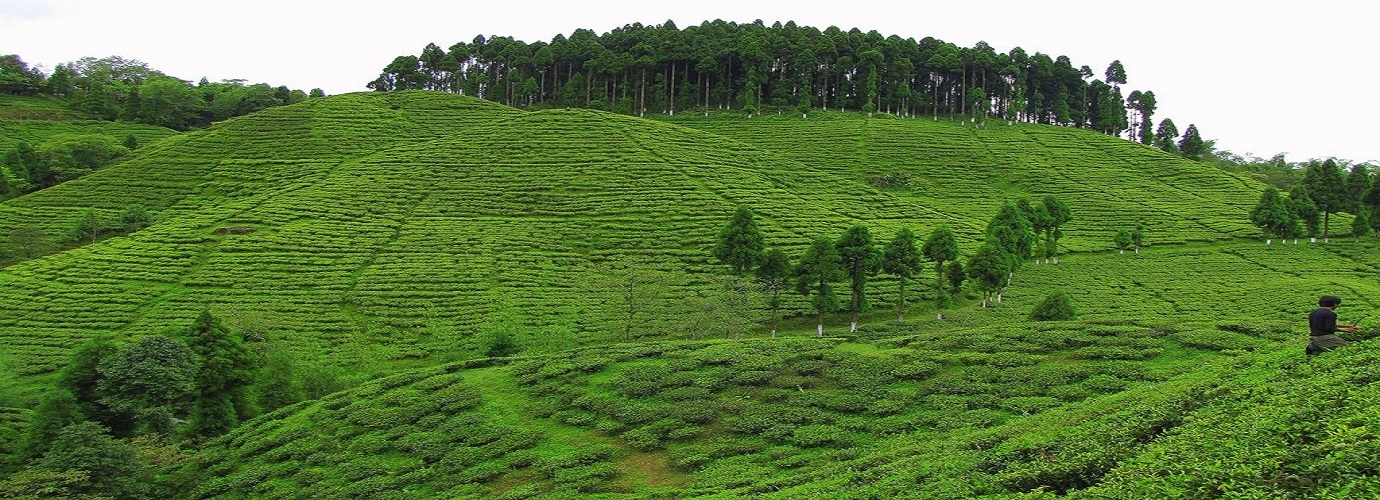 Happy Valley Tea Estate Darjeeling