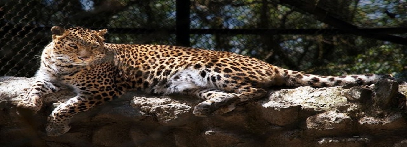 Padmaja Naidu Himalayan Zoological Park Darjeeling