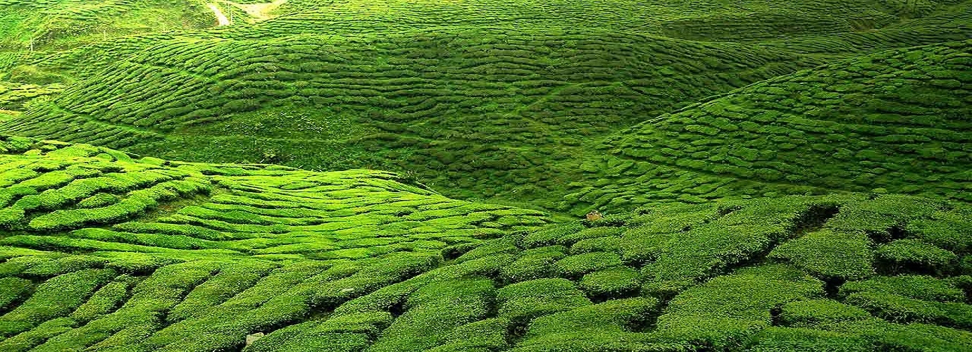 Darjeeling Tea Estate