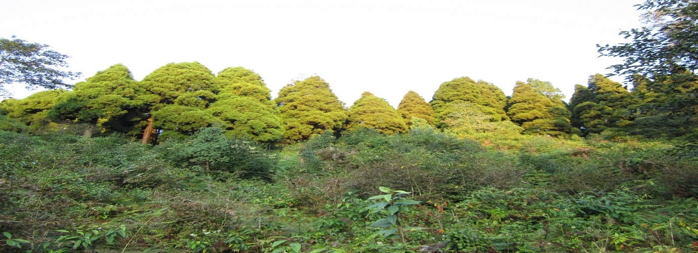 Darjeeling