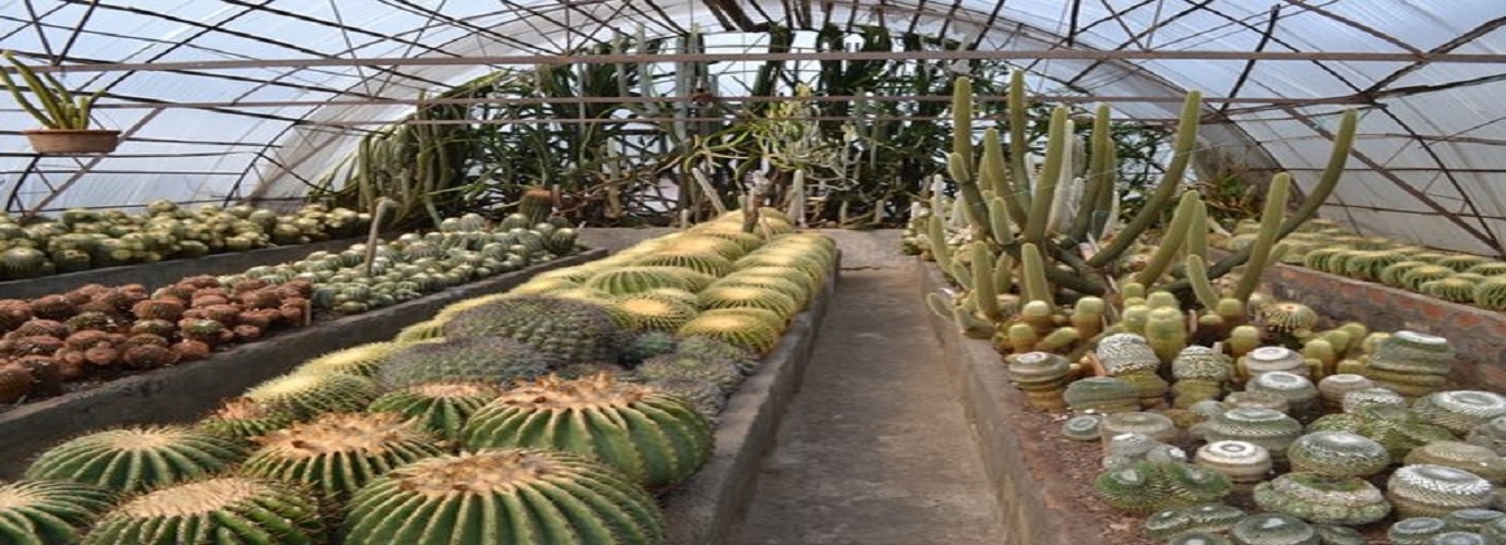 Cactus Nursery Kalimpong