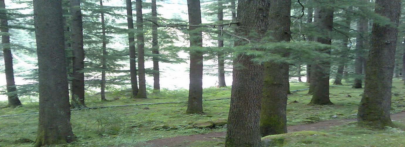 Pine Forest