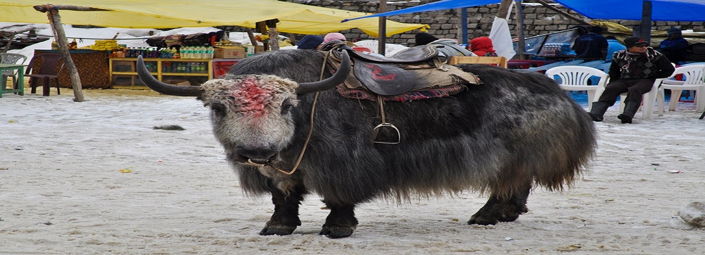 Yak Ride Manali