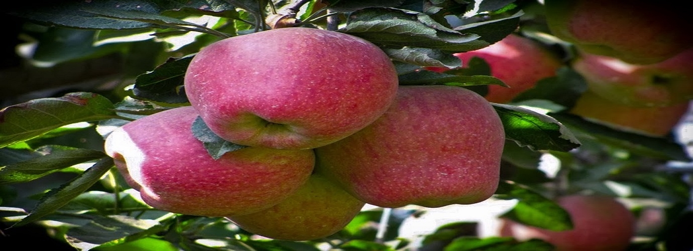 Apple Garden Patnitop
