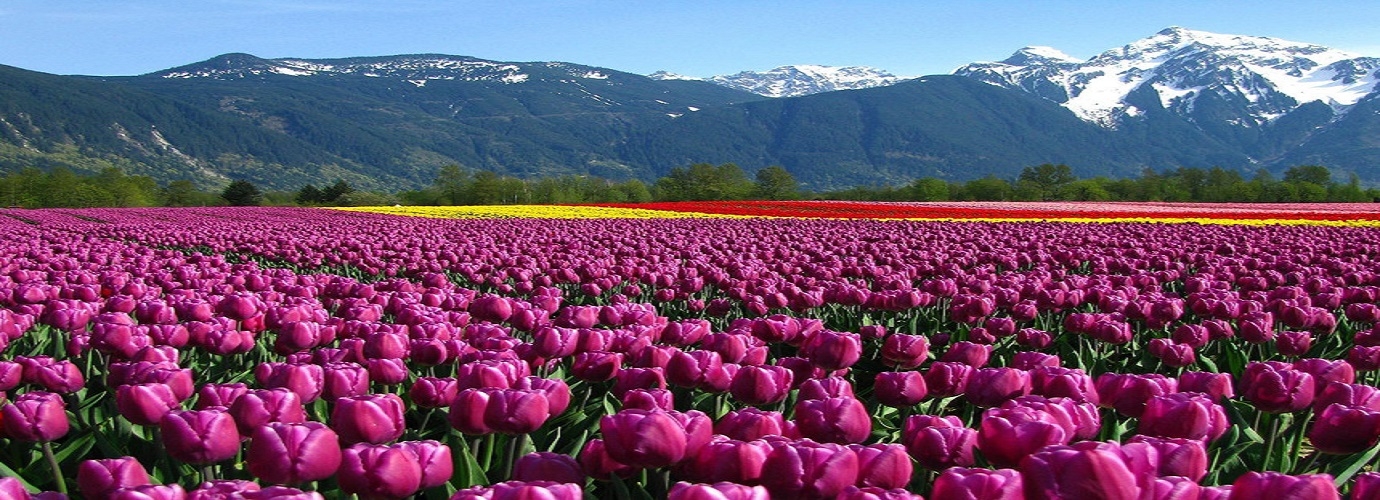 Indira Gandhi Tulip Garden