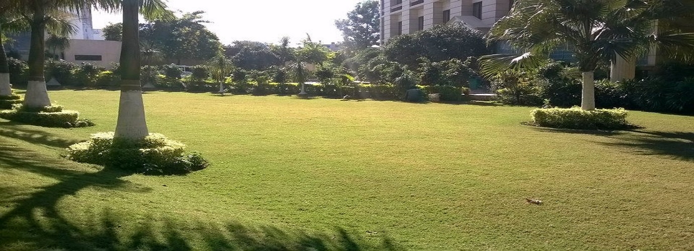 Lawn 