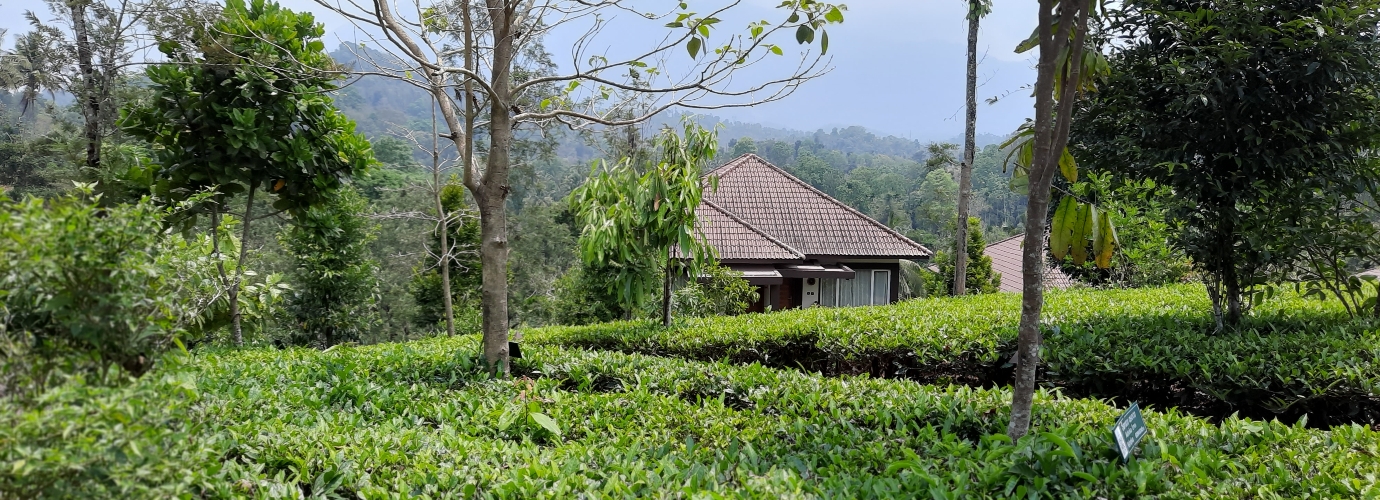 Tea Garden