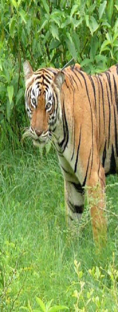 Sariska