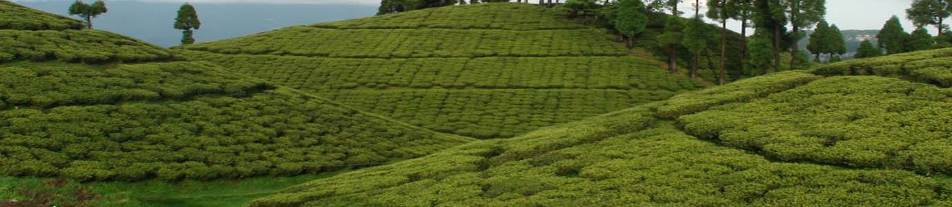 Hills Of Bengal (Lataguri 2N - Kalimpong 2N - Darjeeling 2N - Mirik 1N)